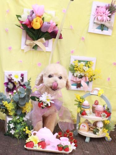 20230307あくびちゃん